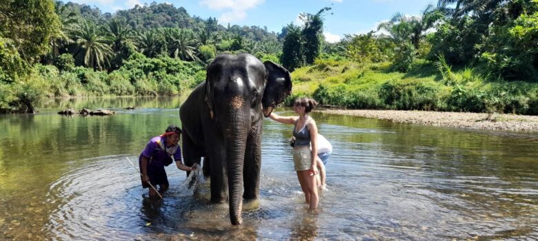 Khao Sok Elephant bathing
