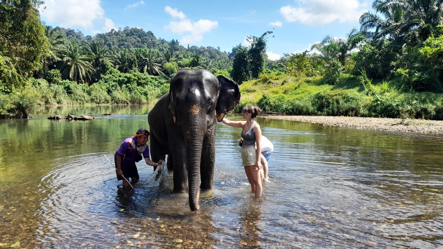Khao Sok Elephant bathing